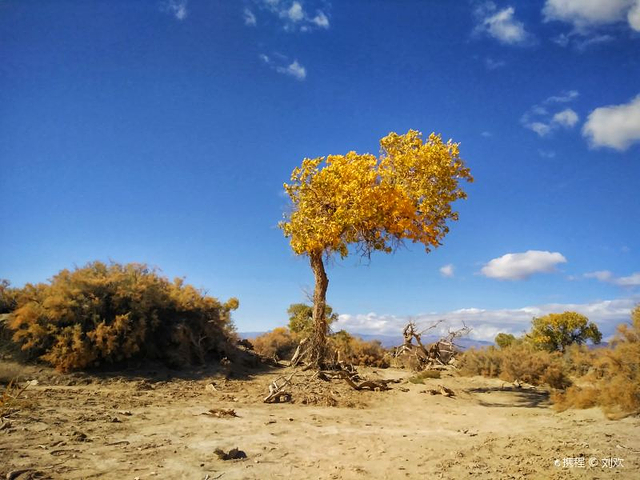 木垒胡杨林