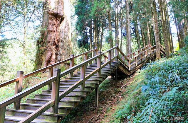 巨木群栈道