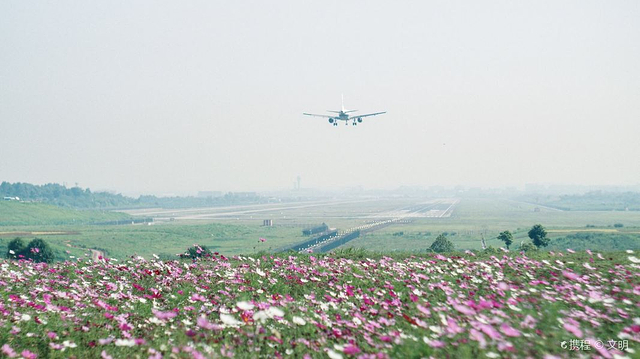 空港花田
