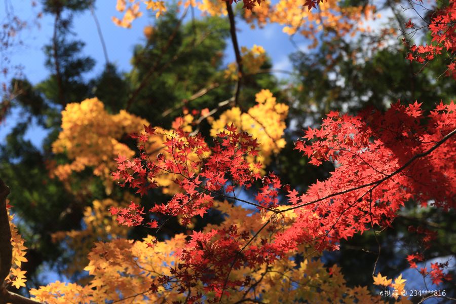 21高尾山 旅游攻略 门票 地址 问答 游记点评 东京旅游旅游景点推荐 去哪儿攻略