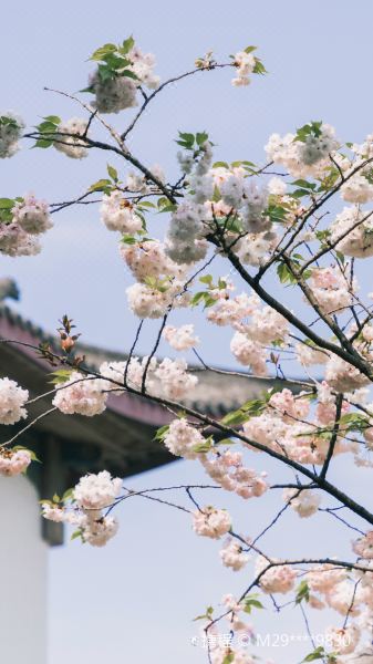 四川大学(望江校区)