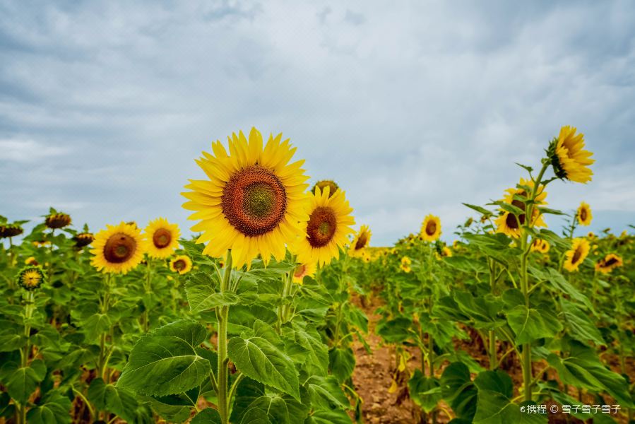 21向日葵花田 旅游攻略 门票 地址 问答 游记点评 阿尔勒旅游旅游景点推荐 去哪儿攻略