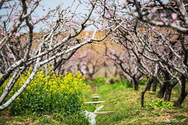 阳山火山地质公园-阳山桃花源
