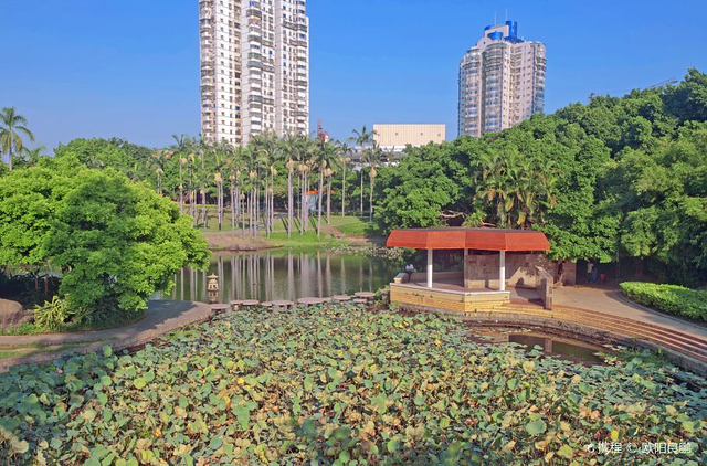 莲花公园