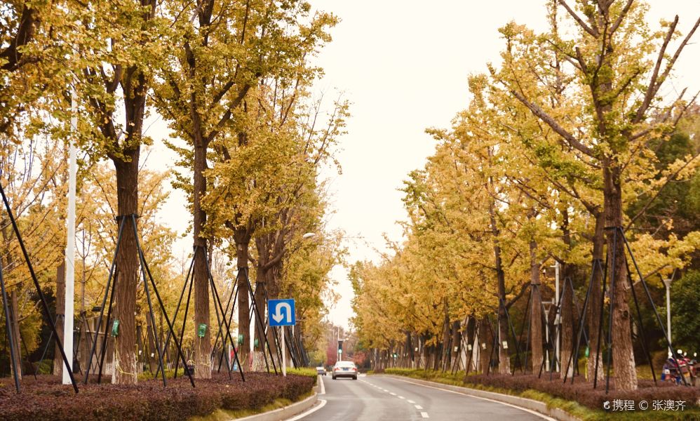 百年银杏大道旅游景点图片