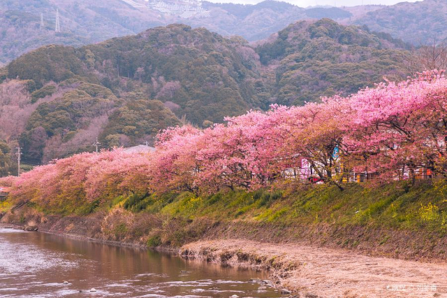 河津赏樱大道