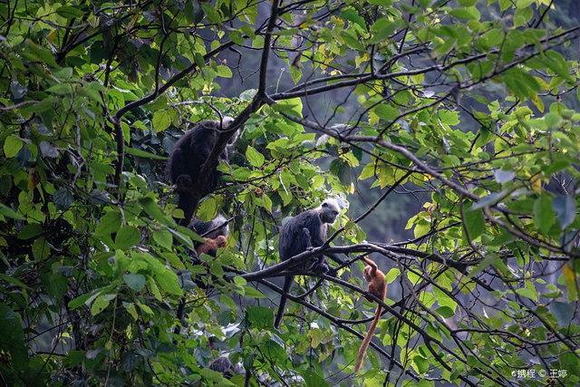 白头叶猴生态旅游区