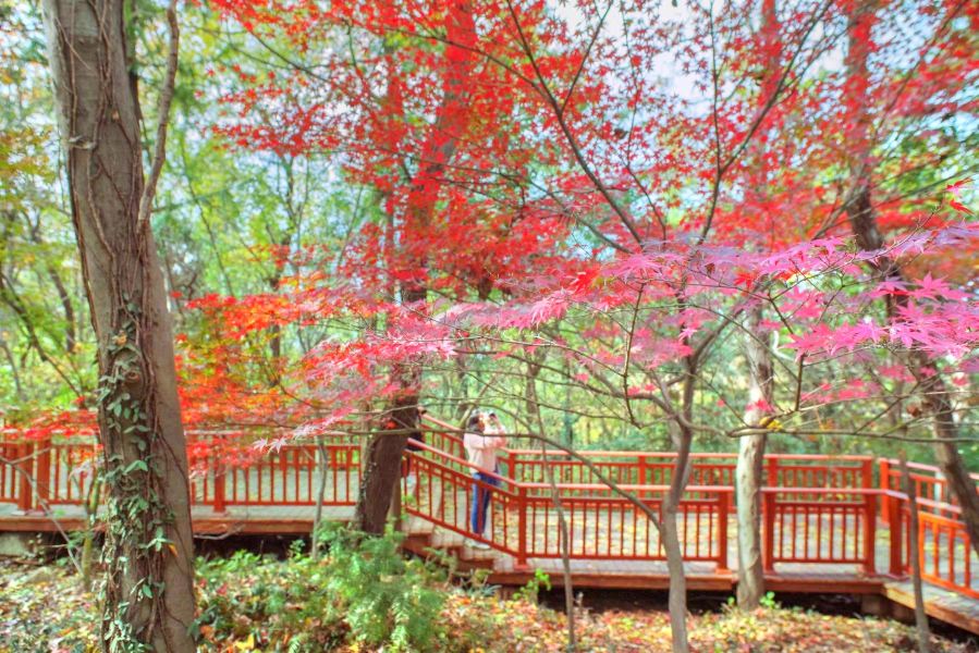 21红叶谷 旅游攻略 门票 地址 问答 游记点评 南京旅游旅游景点推荐 去哪儿攻略