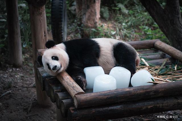 熊猫乐园