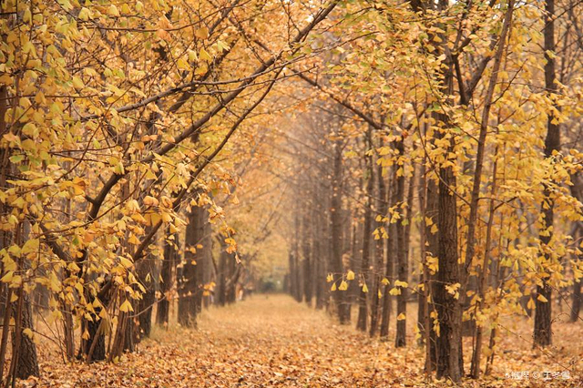 张各庄村银杏林