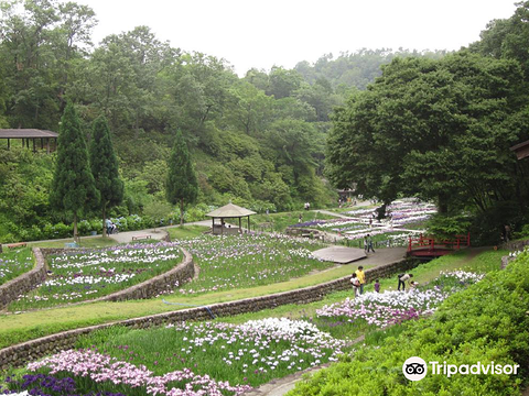21播州山崎花菖蒲园 旅游攻略 门票 地址 问答 游记点评 宍粟市旅游旅游景点推荐 去哪儿攻略