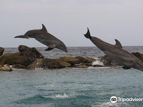 Dolphin Academy at the Curacao Sea Aquarium旅游景点图片