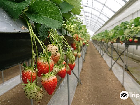 Nanaku Strawberry Farm旅游景点图片