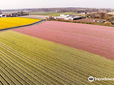 The Flower Bulb Region