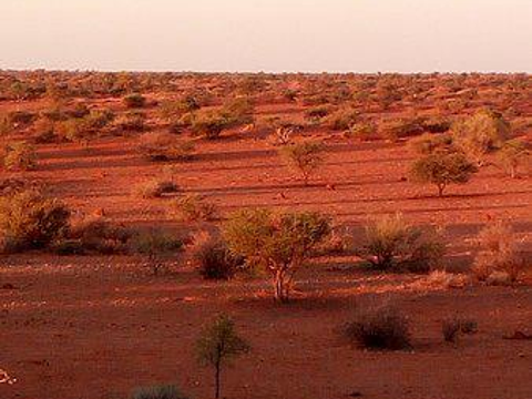 Kalahari Desert旅游景点图片