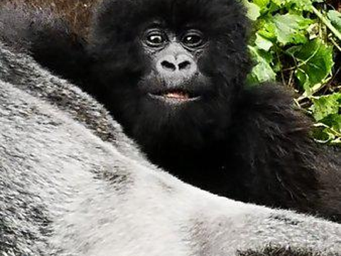 Virunga National Park旅游景点图片