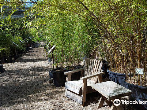 Bamboo Sourcery Nursery & Gardens的图片