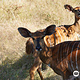 Lusaka National Park