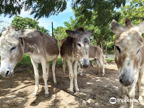Antigua's Donkey Sanctuary旅游景点图片