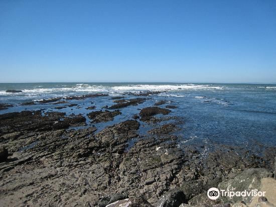 fitzgerald marine reserve