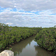 Shimajiri Mangrove Forests