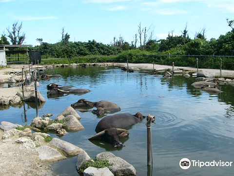 Subtropical Plant Paradise Yubujima Island旅游景点图片