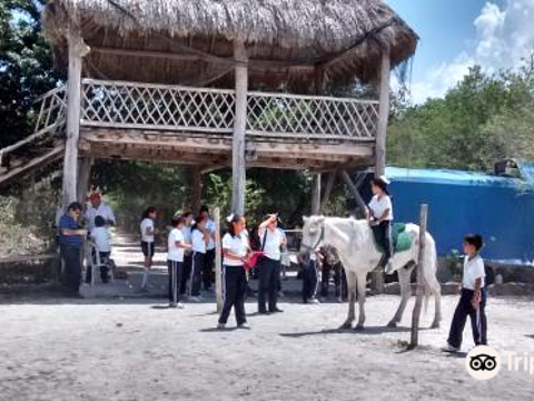 Rancho Universo Heal a Horse Cozumel Horse Sanctuary Non-Profit Organization旅游景点图片