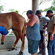 Rancho Universo Heal a Horse Cozumel Horse Sanctuary Non-Profit Organization