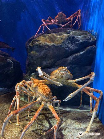 21仙台海洋森林水族馆 旅游攻略 门票 地址 问答 游记点评 仙台旅游旅游景点推荐 去哪儿攻略