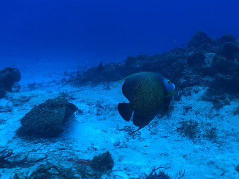 帕兰卡珊瑚礁的图片