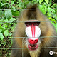 Mefou National Park