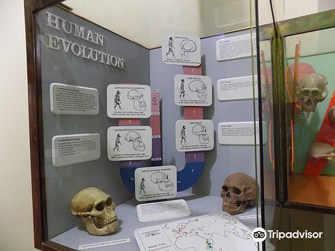 Zimbabwe Museum of Human Sciences的图片