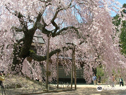 Omi no Sato Koryu Center旅游景点图片