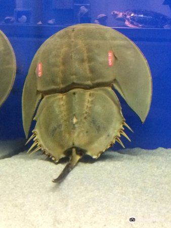 21カブトガニ博物館 恐竜公園 旅游攻略 门票 地址 问答 游记点评 笠冈市旅游旅游景点推荐 去哪儿攻略