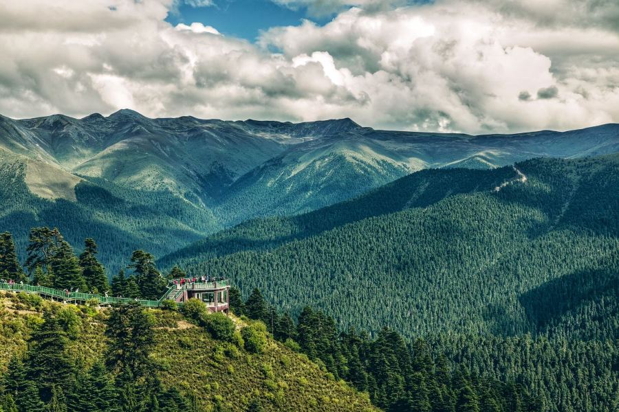 世界柏树王园林