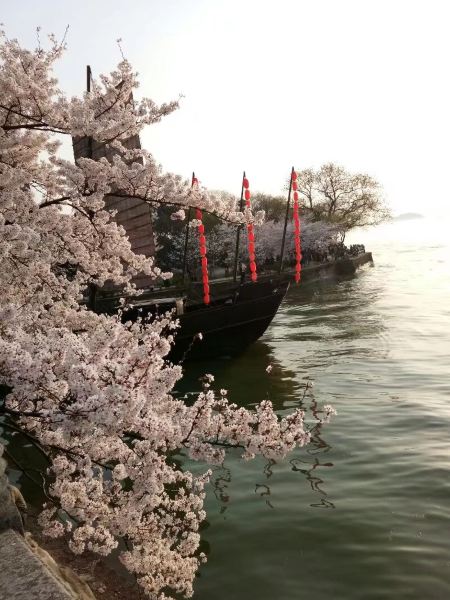 中日樱花友谊林