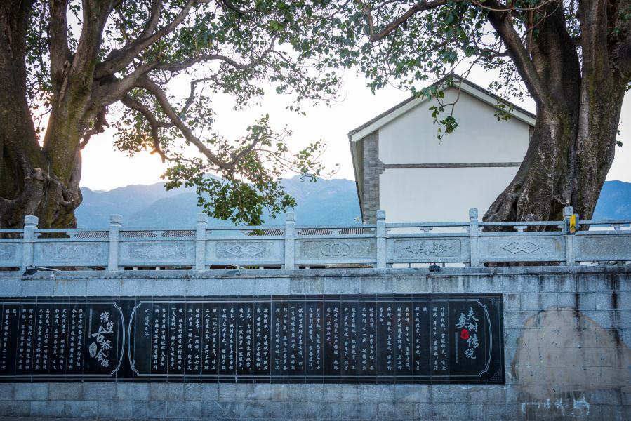 大理古城-夫妻树