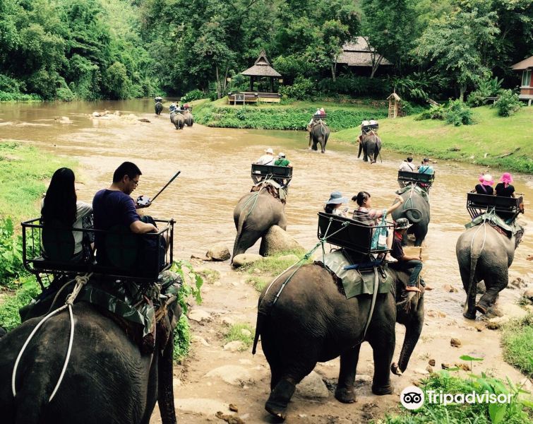 湄登大象训练营旅游景点图片