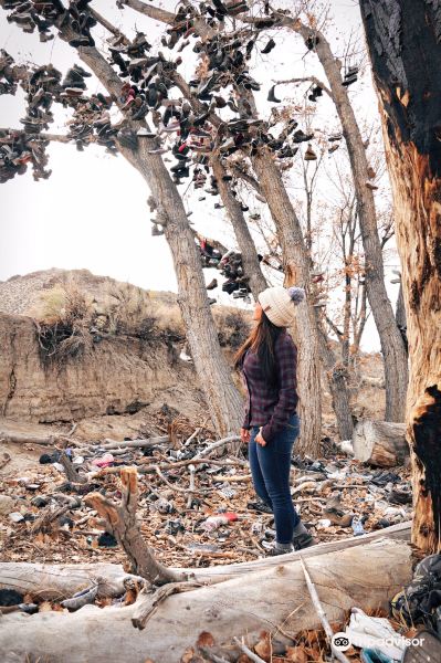 Shoe Tree旅游景点图片