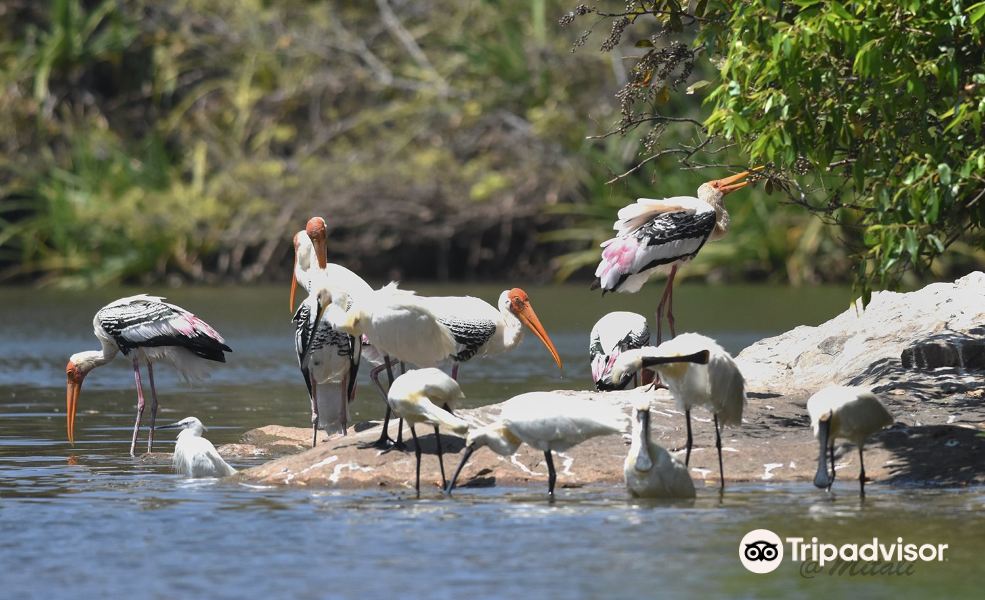 Ranganathittu Bird Sanctuary旅游景点图片