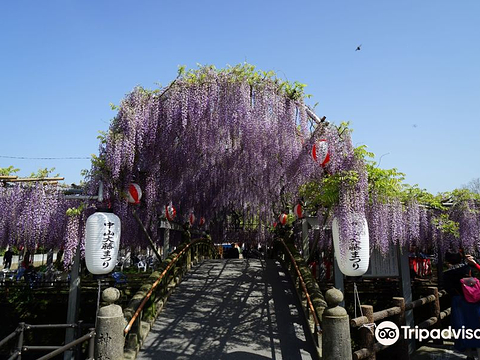 柳川市旅游图片