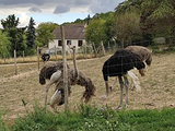 La Ferme aux Autruches 'L'autruche rieuse'