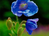 Blue Opium Poppy of Nakamura Farm