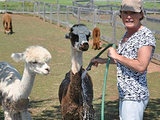 Green Gable Alpacas