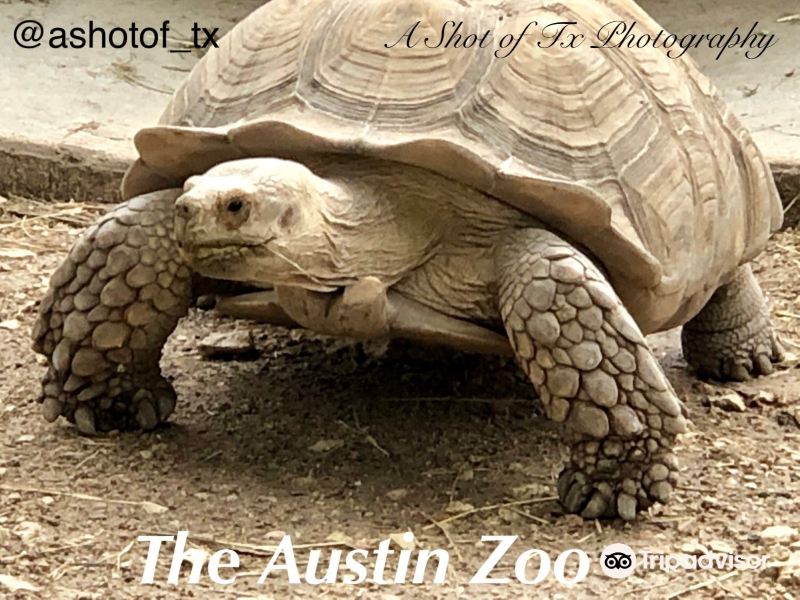 Austin Zoo旅游景点图片