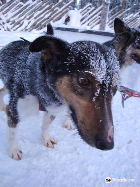 Giewont Husky Adventures旅游景点图片