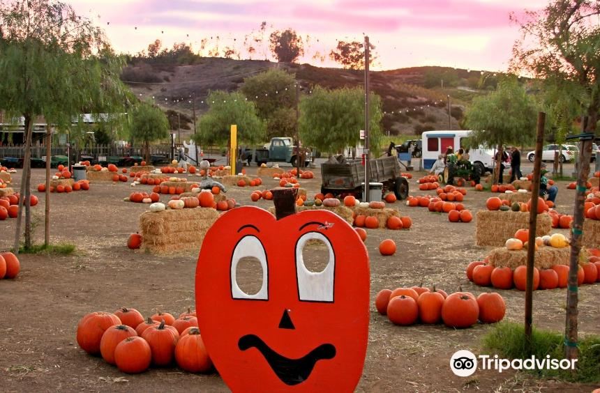 Peltzer Pumpkin Farm | OPENING DAY September 23rd旅游景点图片