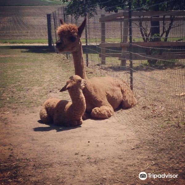 Sundrop Alpacas旅游景点图片