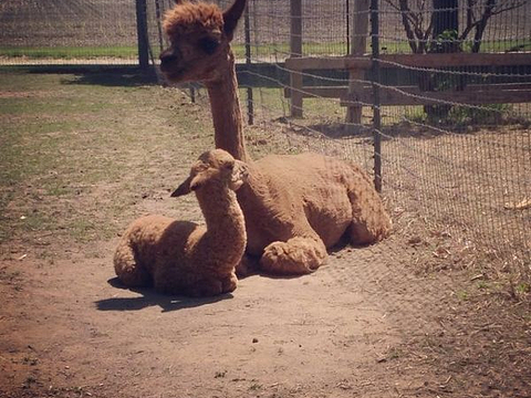 Sundrop Alpacas