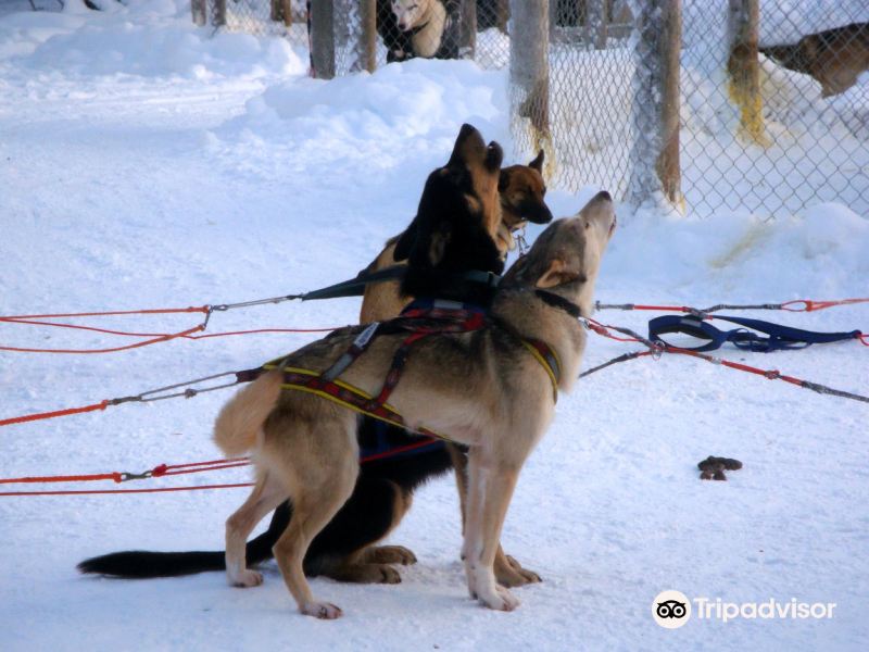 Giewont Husky Adventures旅游景点图片